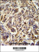FLJ11506 Antibody
