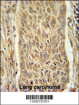 INMT Antibody