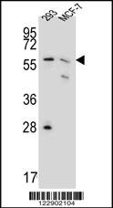 PGD Antibody