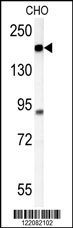 ATP11C Antibody