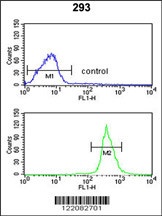 ATP11C Antibody