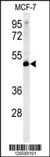 LSP1 Antibody