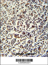 LSP1 Antibody