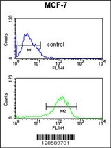 LSP1 Antibody