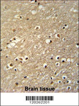 TFAP4 Antibody