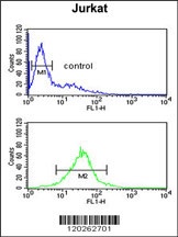 TFAP4 Antibody