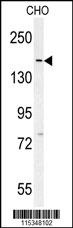 DAAM1-T361 Antibody