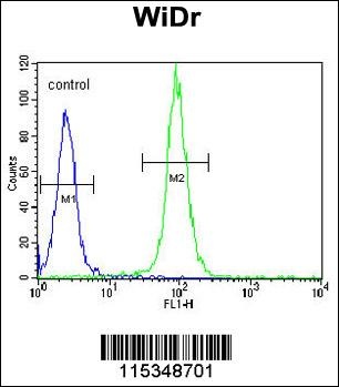 DAAM1-T361 Antibody