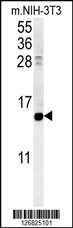 CRABP1 Antibody