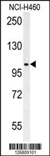 CNNM4 Antibody