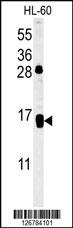 CD69 Antibody