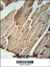 SLC9A9 Antibody