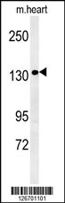 ANKRD32 Antibody