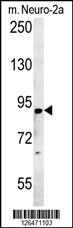 ST18 Antibody