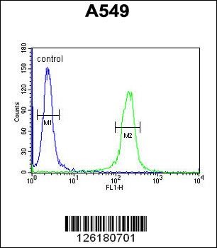 IFT43 Antibody