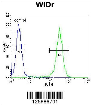 B4GALT5 Antibody