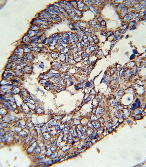 SLC47A1 Antibody