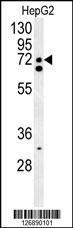 SFRS16 Antibody