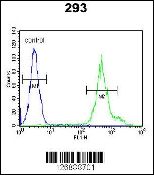 KLC3 Antibody