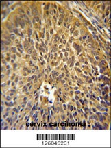 EIF3G Antibody