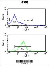 EIF3G Antibody