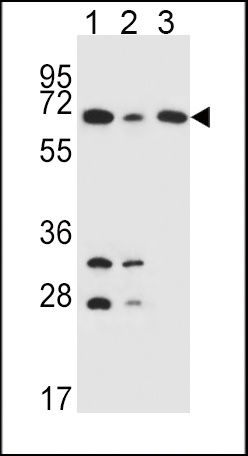 DLAT Antibody