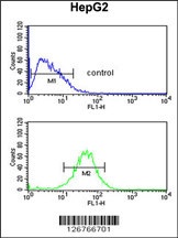 ACTL6B Antibody