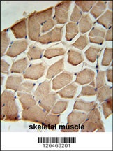 NIPAL3 Antibody