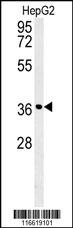 CCND1 Antibody