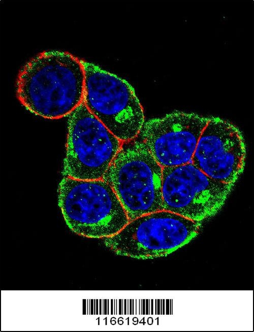 CCND1 Antibody