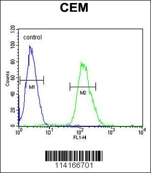 Tnks 2 Antibody