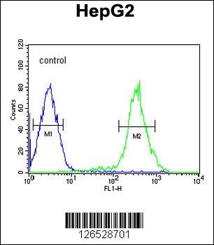 SLC7A6 Antibody