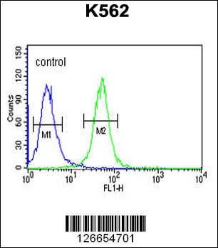 WDR73 Antibody