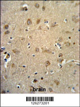 RTN4RL1 Antibody