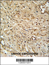 TWISTNB Antibody