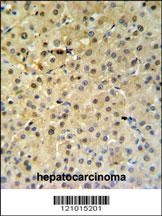 PSME1 Antibody