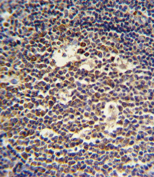 IL4 Antibody