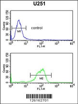 IL5RA Antibody