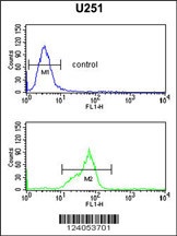 HOXC6 Antibody