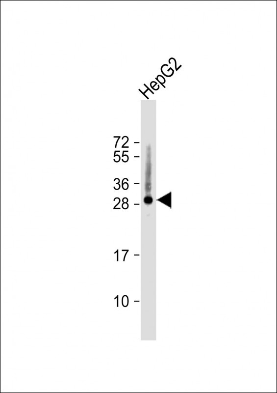 HIST1H1B Antibody