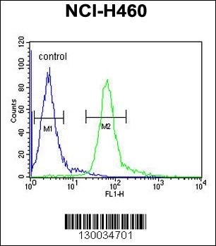 HIST1H1B Antibody