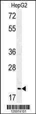 GMNN Antibody