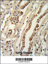 GMNN Antibody