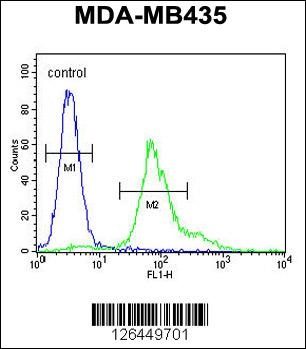 ERO1LB Antibody