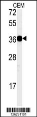 CD300LB Antibody