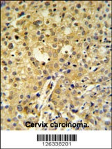 C2orf49 Antibody