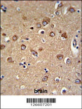 C12orf53 Antibody