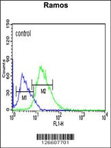 PIANP Antibody