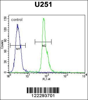 COPZ2 Antibody