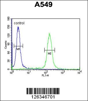 KLHL9 Antibody